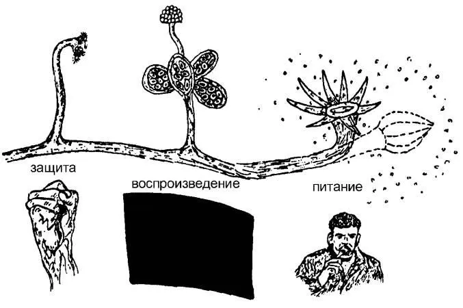 Одни особи специализируются на ловле пищи другие на воспроизведении а - фото 45