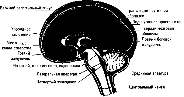 Циркуляция спинномозговой жидкости Обычно череп и головной мозг движутся как - фото 17