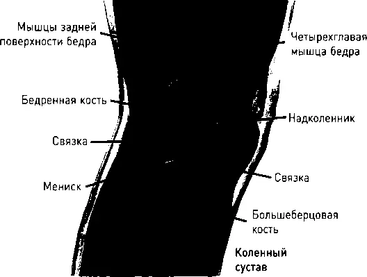 Анатомия коленного сустава Другие суставы например тазобедренные или плечевые - фото 4
