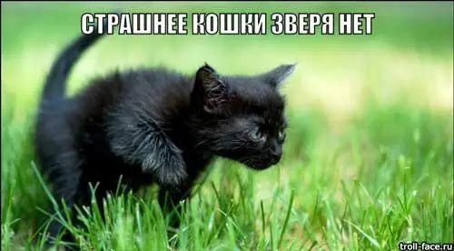 Слушаю этот бред и понимаю что вероятность найти хозяев котёнка стремительным - фото 29