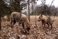 Посыл на самоуничтожение толкает людей устраивать войны убивать себе подобных - фото 11