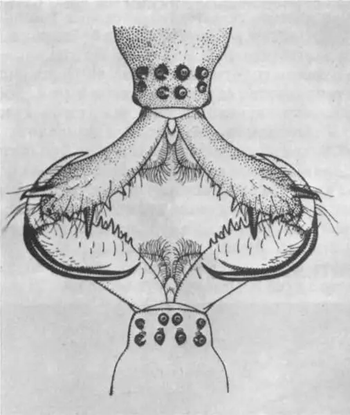 Скрещенные хелицеры самца и самки тетрагнаты Кокон с яйцами самка вешает на - фото 209