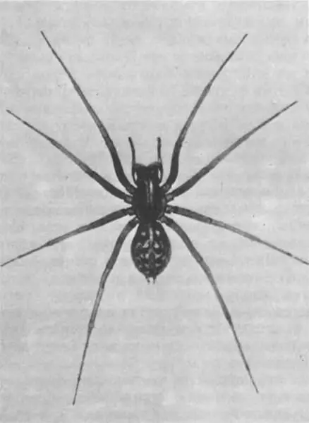 Тегенария дворовая один из самых быстроногих пауков Тегенария стенная - фото 213