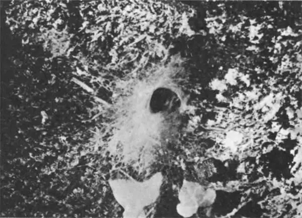 Норка амауробиуса у входа выстлана густой паутиной словно воротником Днем - фото 214