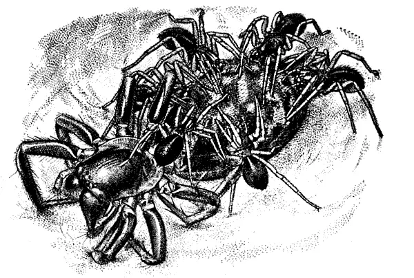 Молодые амауробиусы поедают умершую мать Мы уже знаем что подобный - фото 215