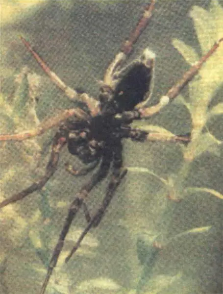 Серебрянка крупным планом Говорят древние греки изобрели водолазный колокол и - фото 217