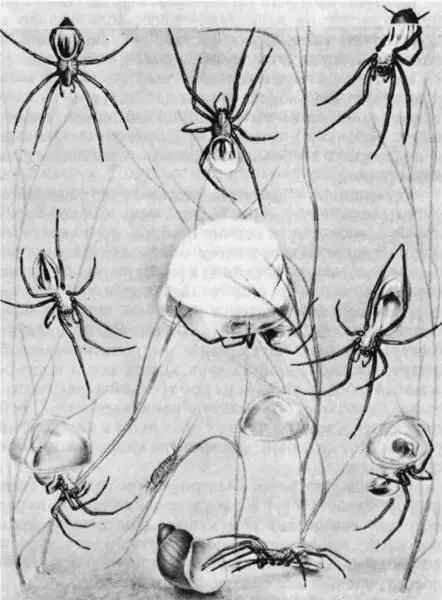 Различные стадии построения колокола и наполнения его воздухом у серебрянки Но - фото 218