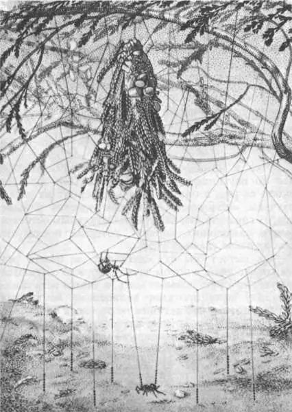 Ловушки теридиона каменистого для муравьев Внизу муравей прилипший к двум - фото 221