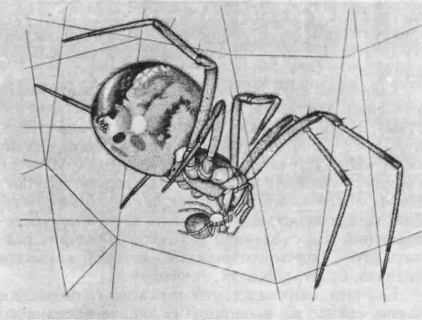 Теридионмать кормит изо рта своего детеныша Подобное чадолюбие редко можно - фото 222