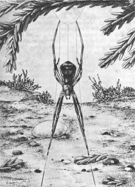 Эписинус угловатый свои клейкие капканы держит в передних лапках с похвальным - фото 223