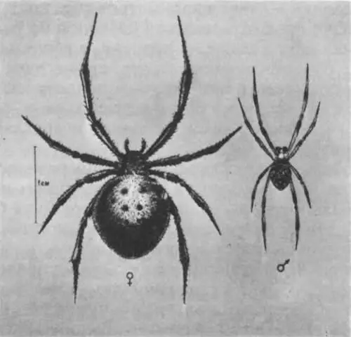 Самка слева и самец каракурта Учиться танцевать говорят удобнее от печки - фото 225