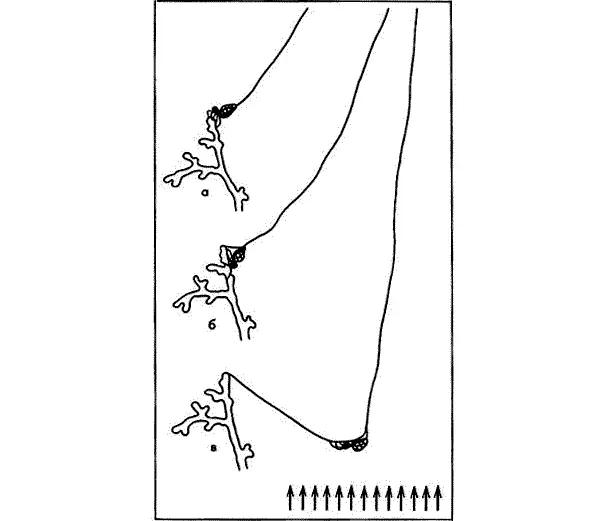 Молодые каракурты на ниточках перед стартом в небо Расселяются молодые - фото 226
