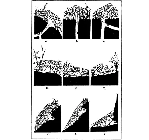 Типичные для самок каракурта жилища а б в в норах грызунов г д в - фото 227