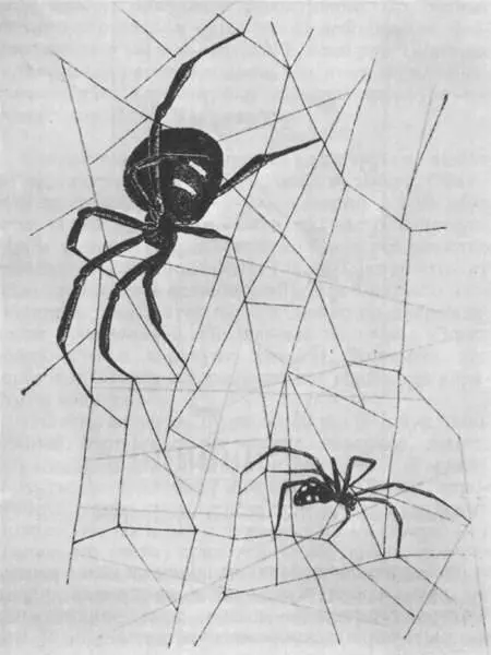 Самец и самка каракурта на брачных тенётах Часто и по краям тенет вдали от - фото 228