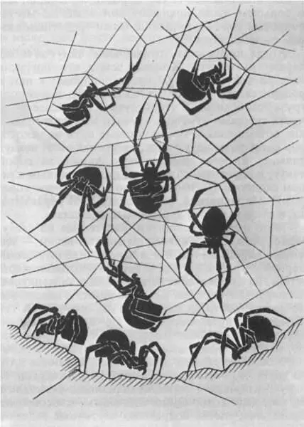 Типичные позы самки каракурта Но вот и самки после восьмой но нередко после - фото 229