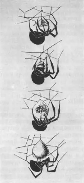 Плетение кокона самкой каракурта Затем под этой полусферой подвешивает она - фото 231