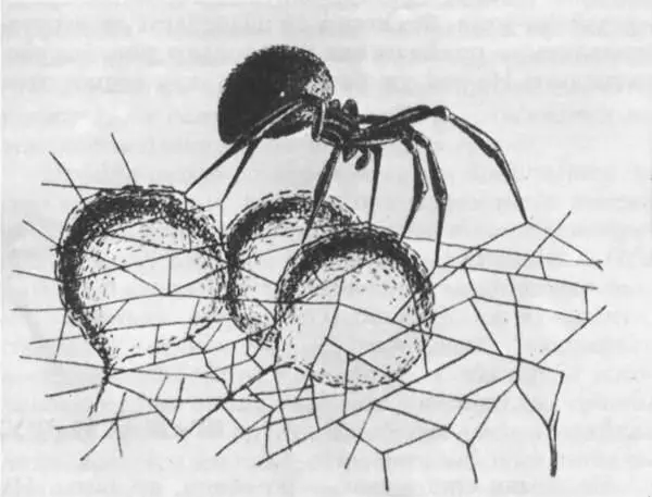 Самка каракурта охраняет свои коконы Самое трагичное в судьбе каракуртов это - фото 232
