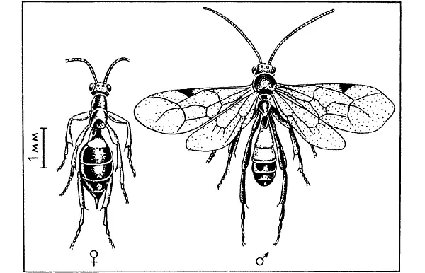 Наездник гелис Мариковского слева бескрылая самка справа крылатый самец - фото 233