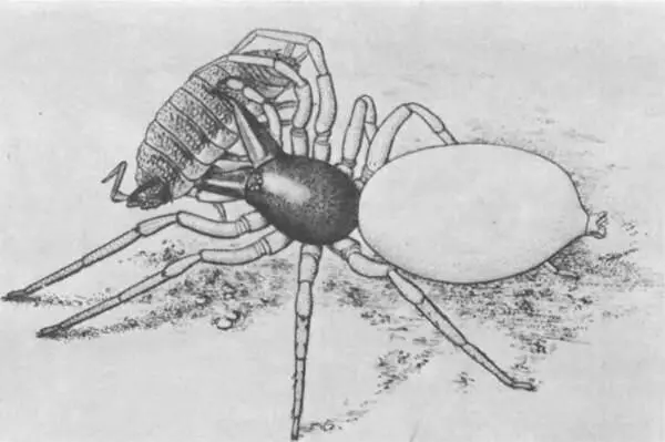 Большие клинкихелицеры паука дисдеры не для крупной дичи природа оттачивала - фото 242