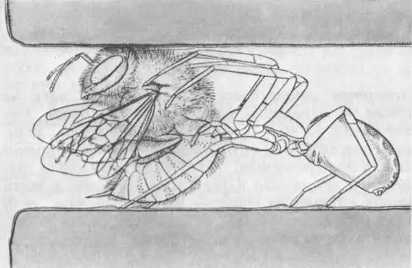 Наконец дождалась Сегестрия затаскивает пчелу в норку так ловко и умело что - фото 245