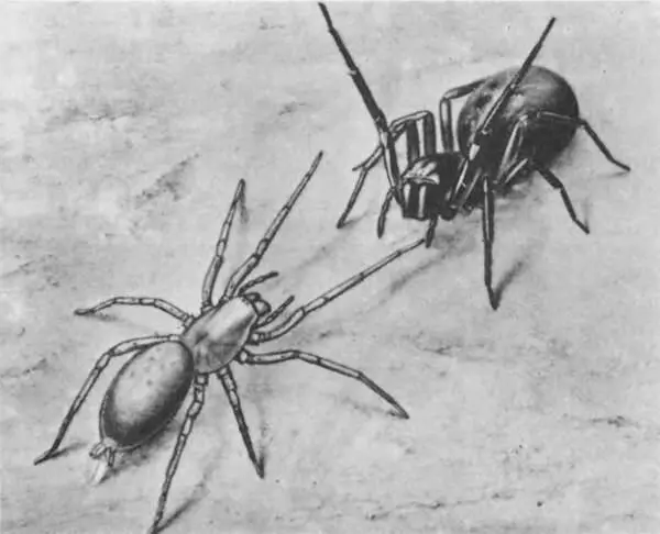 Драссодес и цинифло в исходной перед боем позиции Драссодес слева внизу уже - фото 247