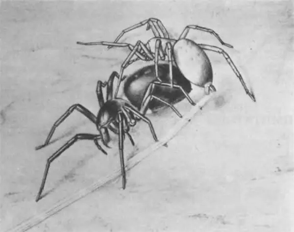 Стремительный бросок вперед вокруг цинифло и вот уже драссодес наносит укус в - фото 248