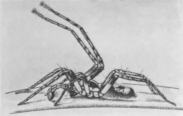 Анифенасамец ухаживает Вибрируя брюшком он производит характерный жужжащий - фото 249