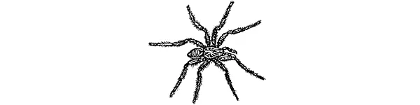 Тарантул бесспорно самый знаменитый и популярный паук В наших широтах он и - фото 250