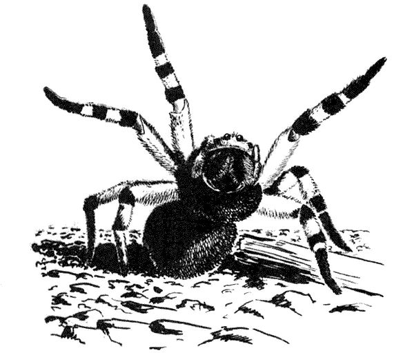 Тарантул вздыбился в позе угрозы Апулийский тарантул иного вида чем тот - фото 251