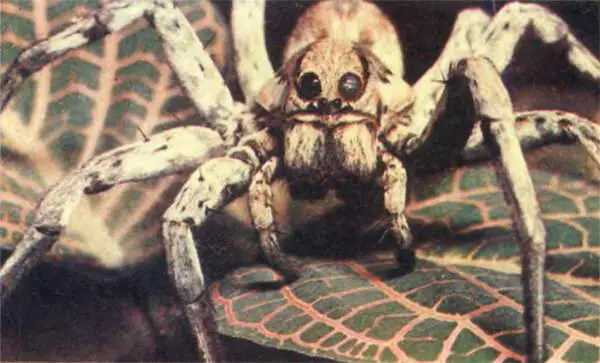 Апулийский тарантул иного вида чем тот что обитает у нас Тарантелла обязана - фото 252