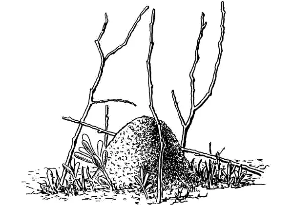 Колпачок над норкой тарантула которым самка закрывает в нее вход перед - фото 253