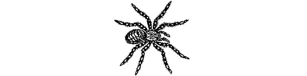 Весна природу пробуждая и тарантулов от летаргии зимней спячки раскрепощает - фото 254