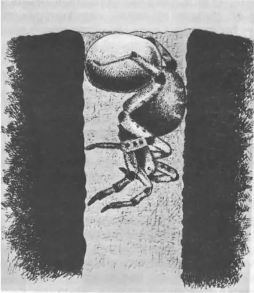 Самка тарантула греет на солнце кокон полный яиц Наблюдателю направившему - фото 255