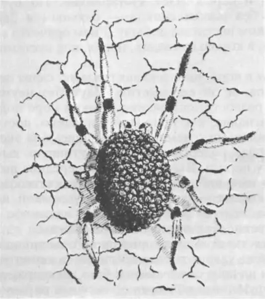 Самка тарантула с паучатами оседлавшими ее спину похожа на мохнатый комок - фото 256