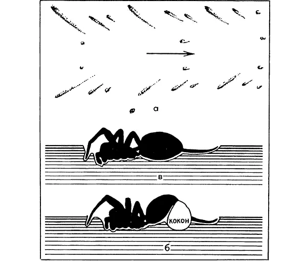 Тарантул отлично плавает в даже с коконом б На воде паук ориентируется - фото 258