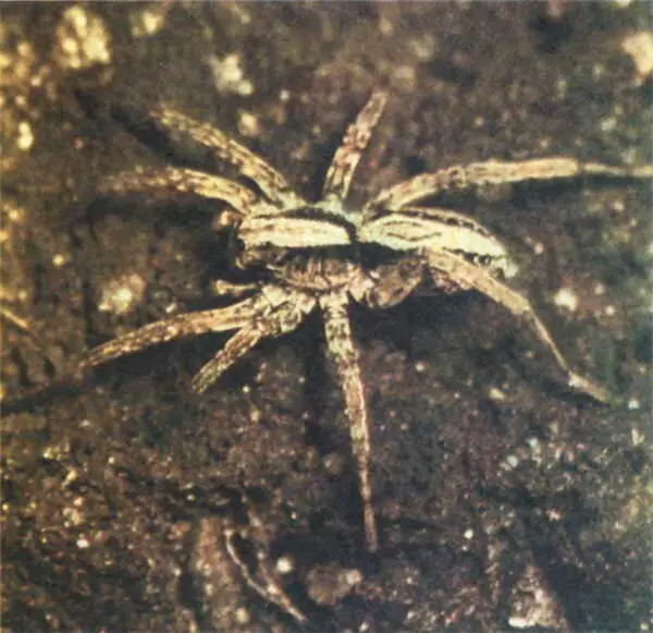 Паукволк рода алопекоза сетей не плетет а рыщет по земле в поисках добычи В - фото 260