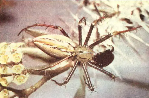 Красиво окрашенный другой паукволк с Мадагаскара Тарентулремесленник самый - фото 261