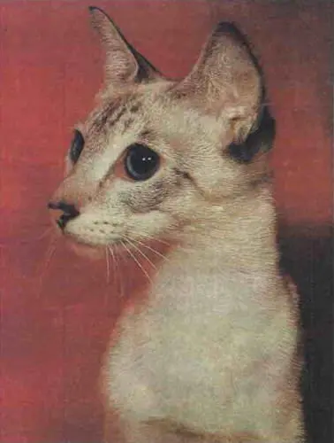 Лиловая сиамская кошка Короткошерстная коричневополосатая кошка - фото 403