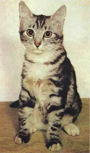 Короткошерстная коричневополосатая кошка Короткошерстная трехцветная кошка - фото 404