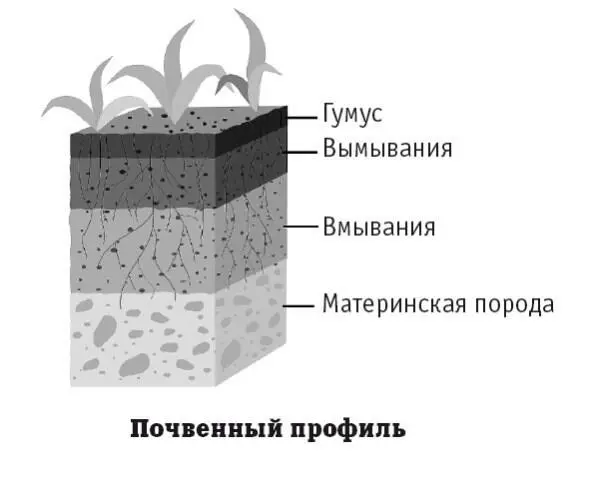 Единой классификации почв в настоящее время не существует В России - фото 108