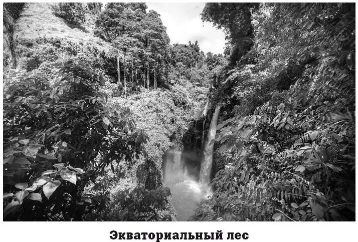 Самыми распространенными деревьями в этих лесах являются пальмы древесные - фото 109