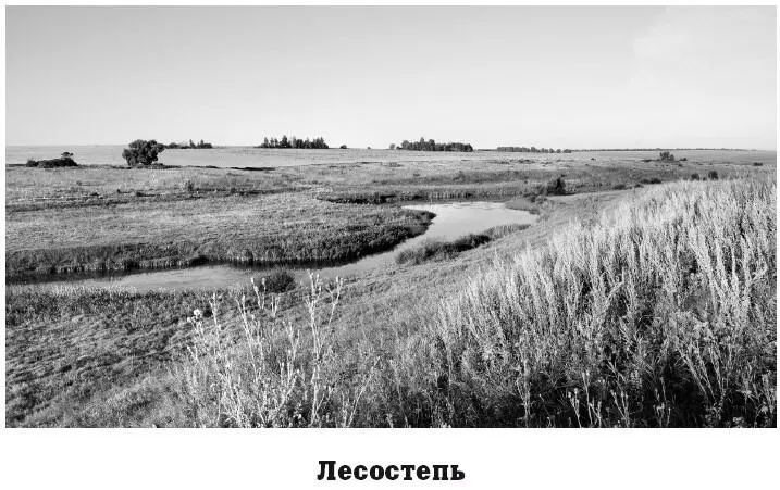 Степи характерны для обеих полушарий а лесостепи характеризующиеся сочетанием - фото 113