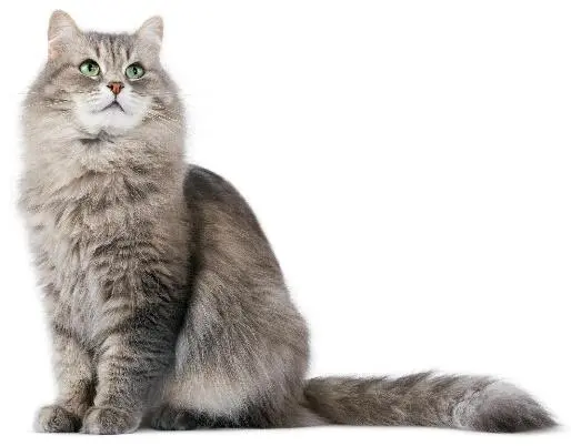 Среди легенд о Великом Ришелье есть трагическая история любви Как известно - фото 32