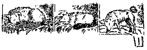 В это утро Марс проснулся рано За два дня до выставки Андрей увел Марса из - фото 6