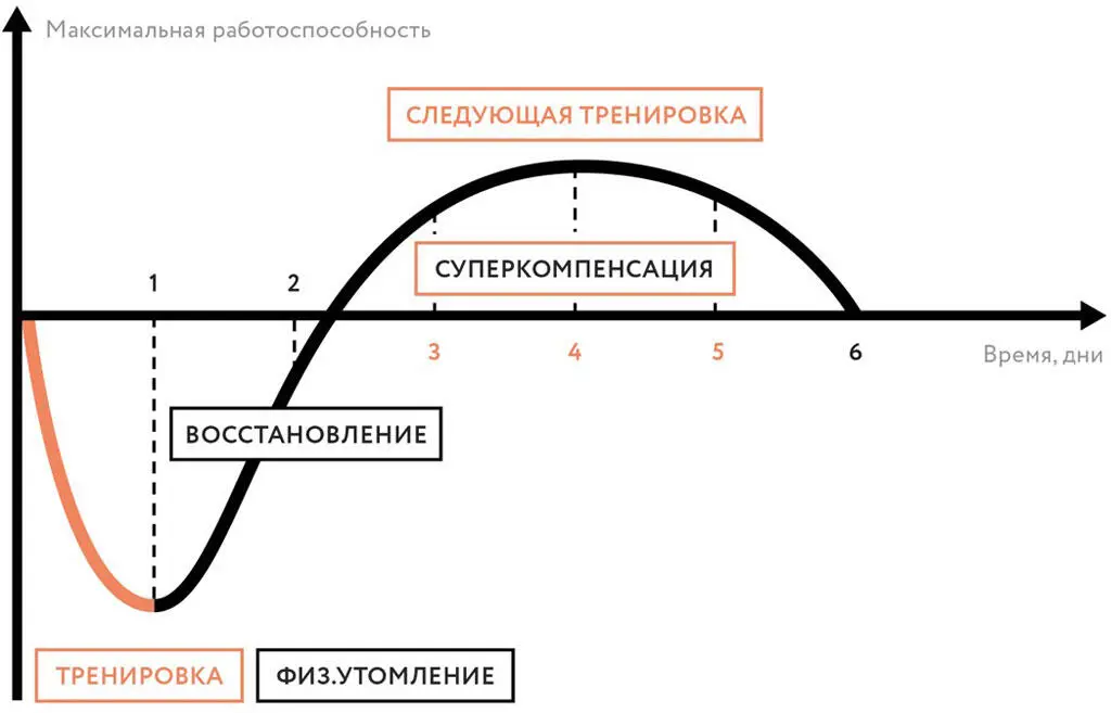 Эффект суперкомпенсации Схема на рисунке wwwzenyandexru хорошо - фото 31