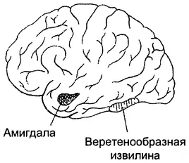 Социальная интуиция низкий уровень активности в веретенообразной извилине и - фото 4