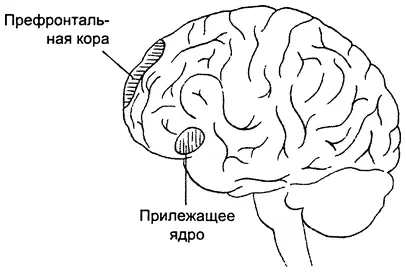 Прогнозирование будущего префронтальная кора и прилежащее ядро в вентральной - фото 7