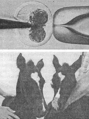 Так изымают ядро яйцеклетки вверху Через полвека создались все необходимые - фото 18