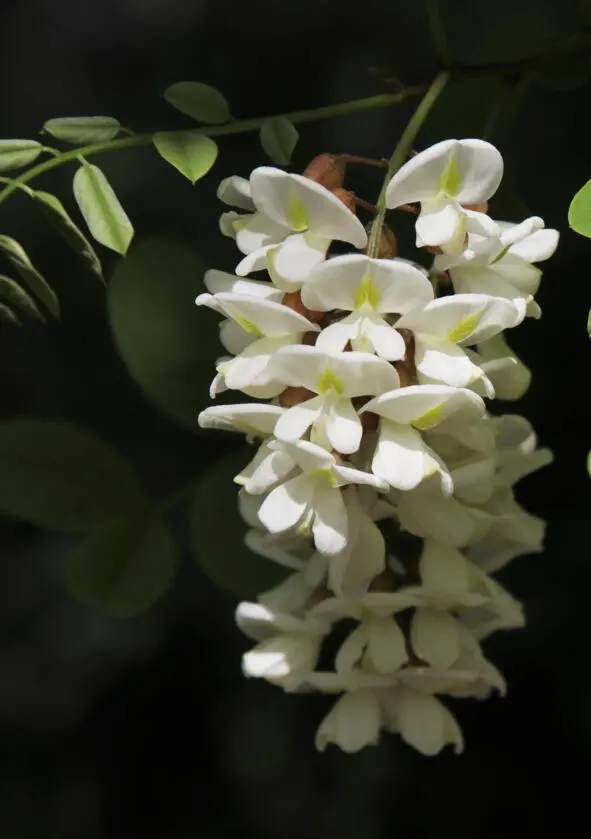 Fragonard Jasmin Perle de Thé Бывают же неприятные люди говорит Ярослава - фото 48