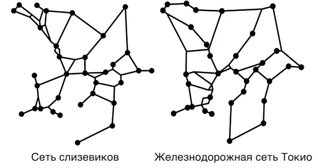 Рисунок 23 Сравнение сети построенной слизевиками для объединения овсяных - фото 10